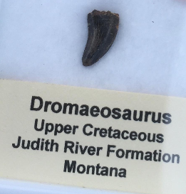 A Dromaeosaurus tooth, approximately 2.5 cm in length, which was bought for $95.