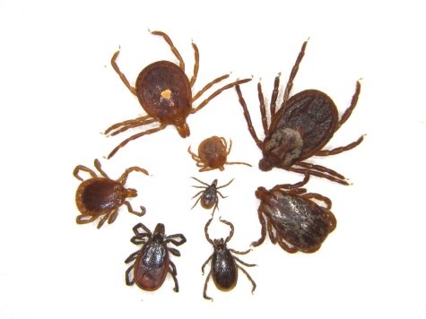 Commons ticks of New Jersey.